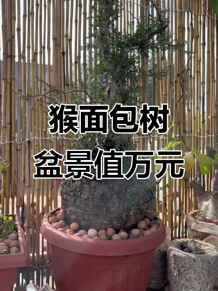 这些猴面包树盆景,国内拍卖价高达十几万