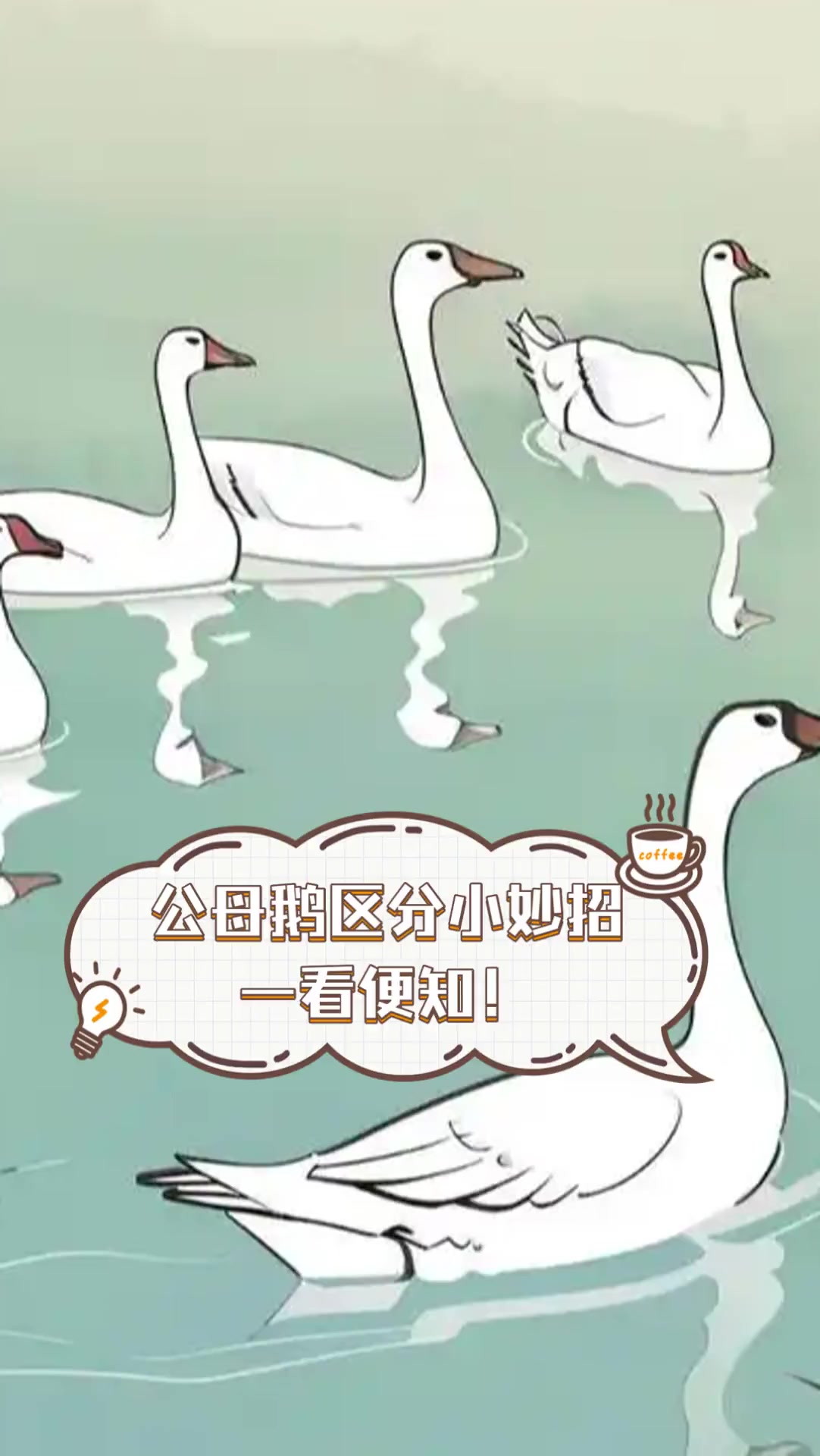 公母鹅区分小妙招,一看便知!