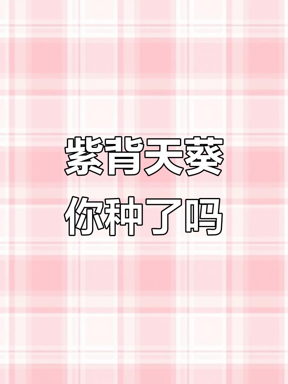你种过紫背菜吗?红凤菜的独特魅力了解一下