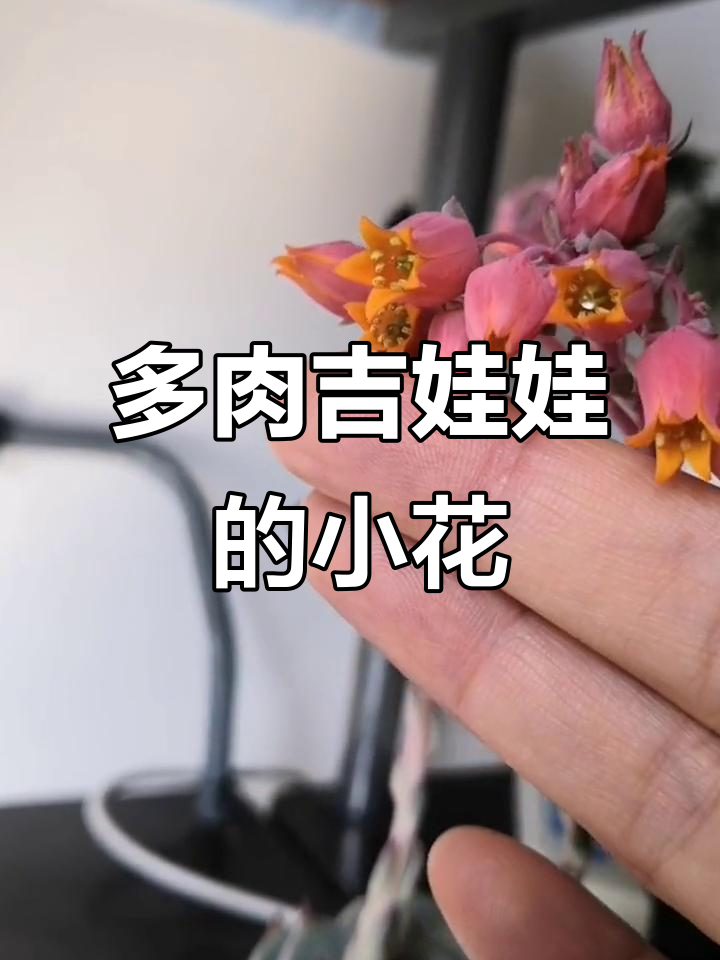 吉娃娃多肉开花,粉嫩小花苞惹人爱