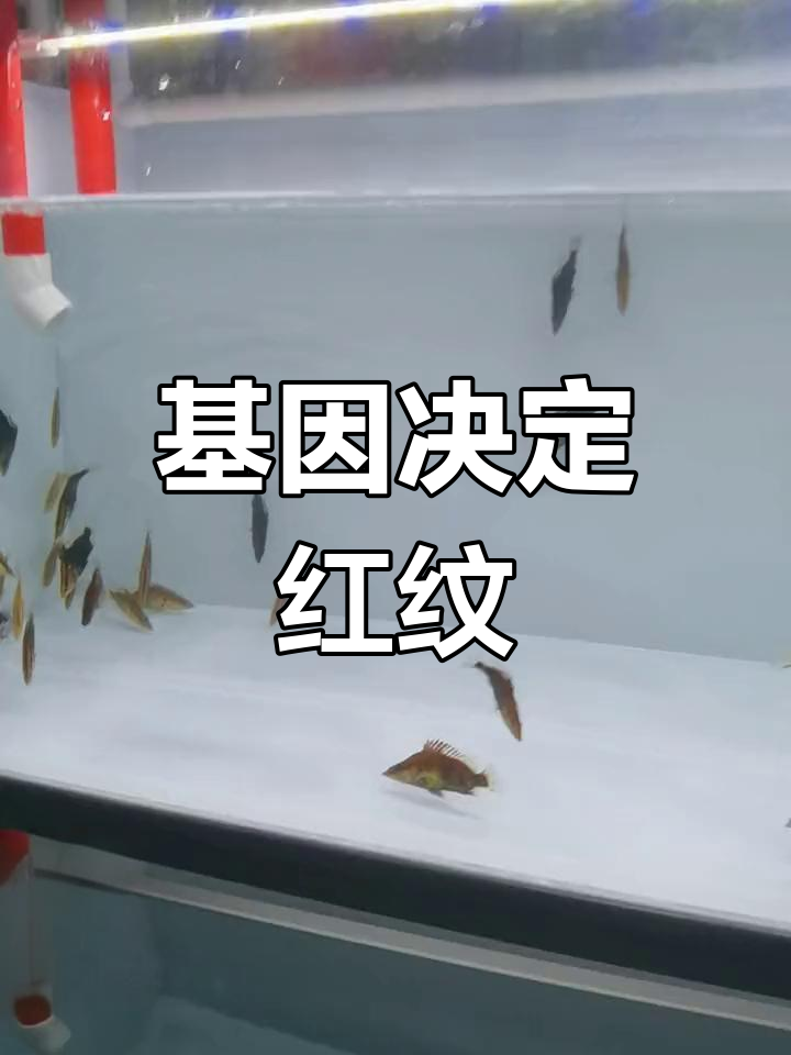红纹鳜鱼泛红因素解析