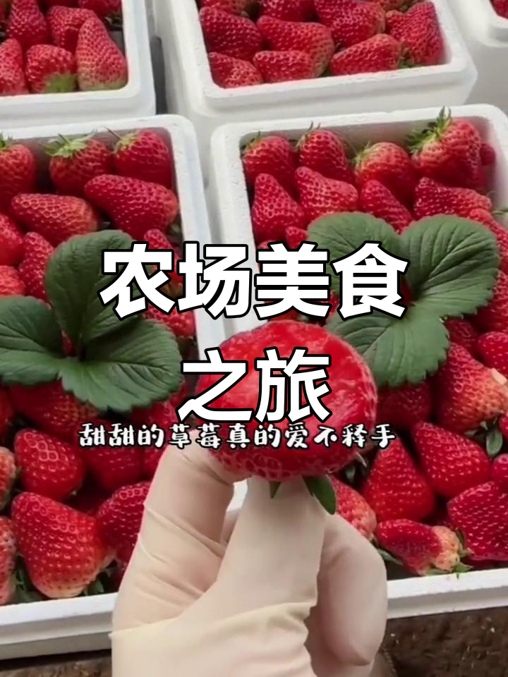 苏家屯农场,草莓蔬菜新鲜采摘,铁锅炖肉超美味!