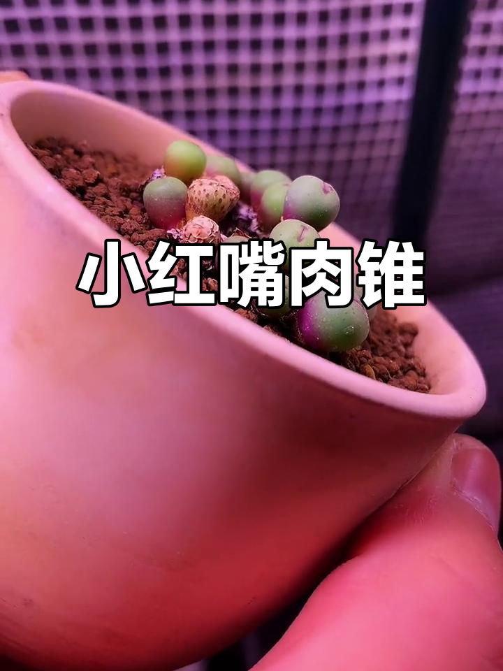 小红嘴肉锥:1380B编号的可爱番杏