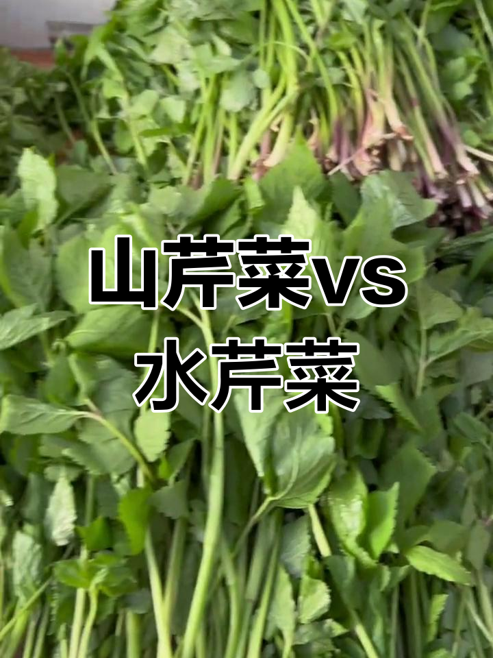 水芹菜与山芹菜的差别,嫩滑美味不容错过