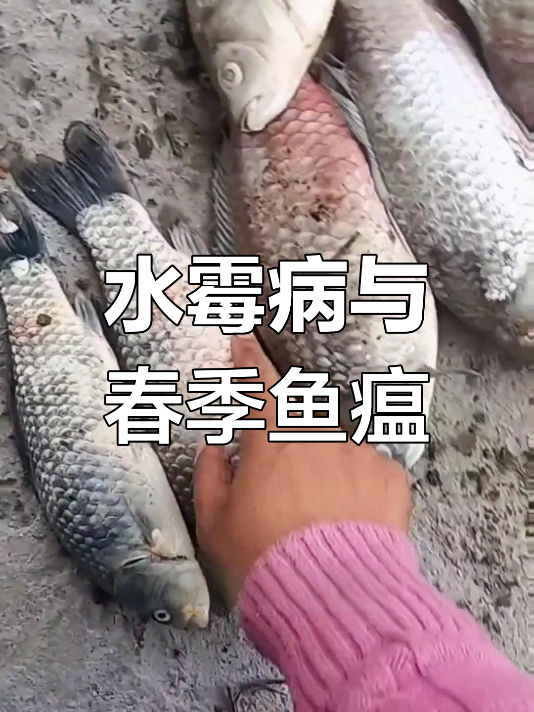 江苏多地草鱼鲫鱼爆发水霉病,春季鱼瘟来袭