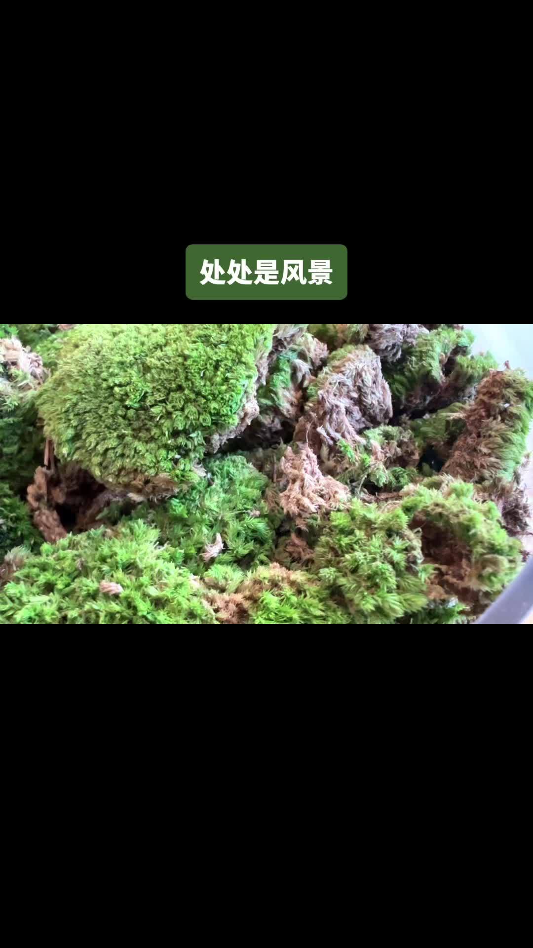 大自然是最厉害的设计师 植物造景微景观