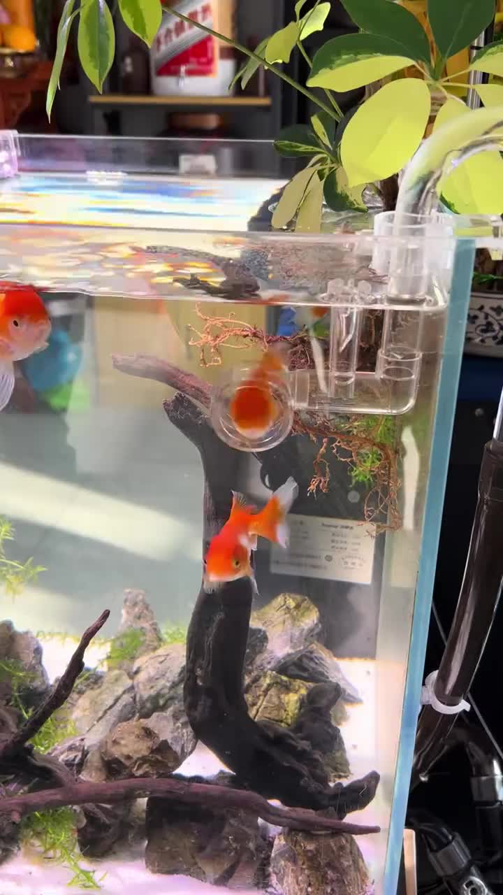 「视频」小鱼误入水管漩涡,体验“宇航鱼”的训练生活……网友:养鱼人都需小心留意