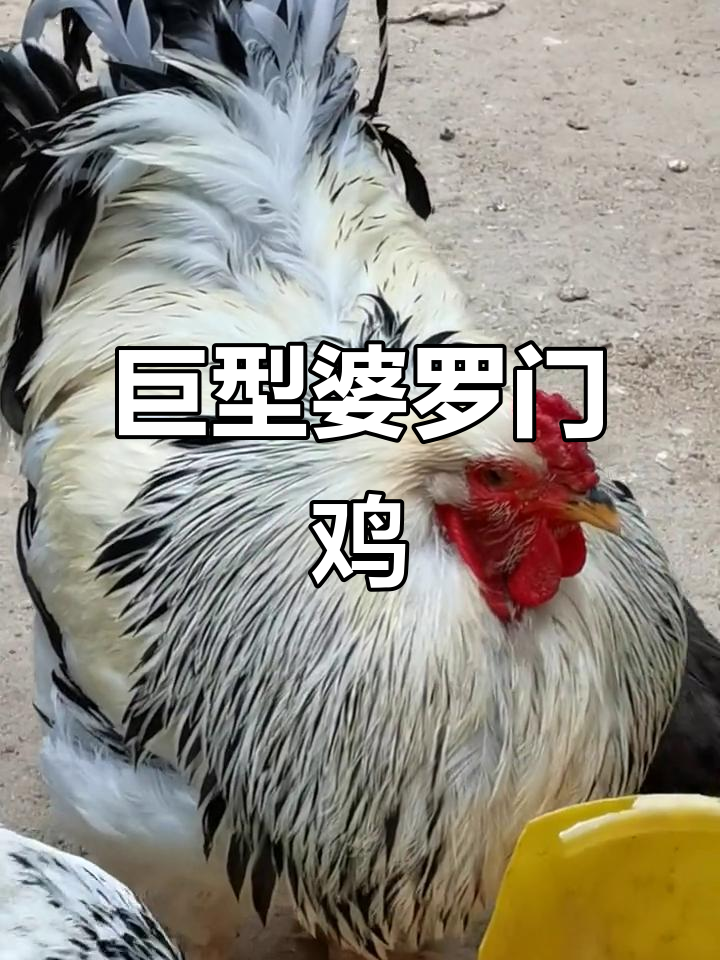 婆罗门鸡:公鸡中的“战斗机”,最大能长到1.2米高