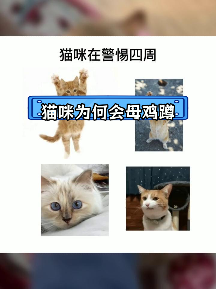猫咪母鸡蹲的真正原因