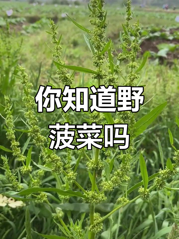 野菠菜的秘密:你见过这种植物吗?