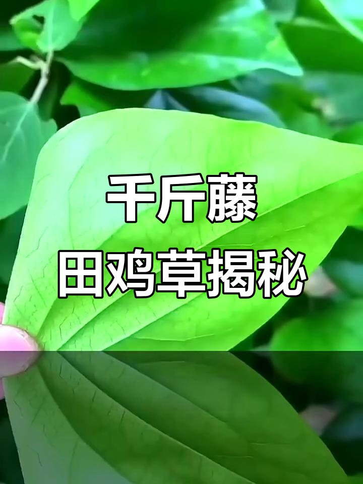 千斤藤的奇特外貌与生长习性,潍坊山坡上的独特植物