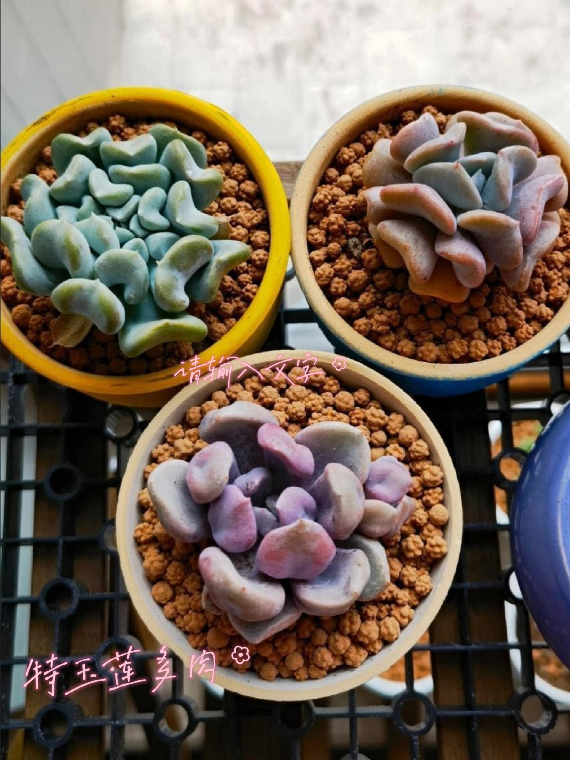 特玉莲多肉:奇葩多肉肉嘟嘟的