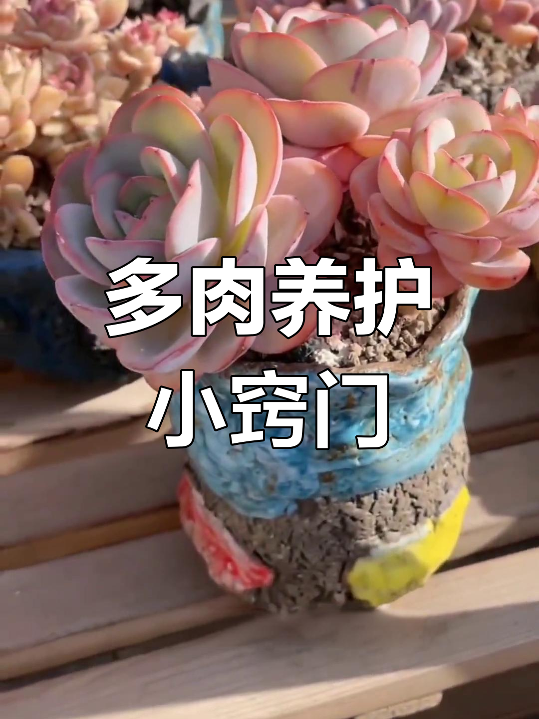 布鲁蓝多肉需透气土壤,避免叶芯积水与光照不足