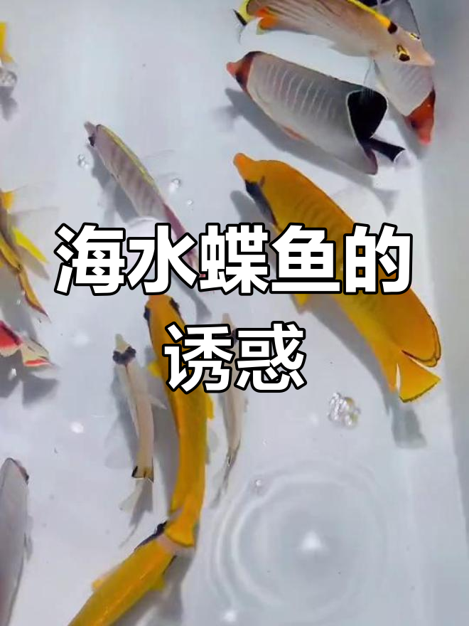 你最钟情哪种海水蝶鱼?红尾、黄金各有魅力!