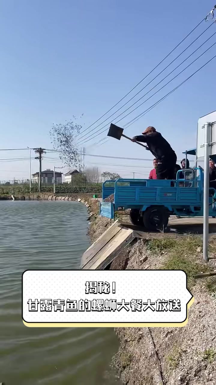 揭秘!甘露青鱼的螺蛳大餐大放送