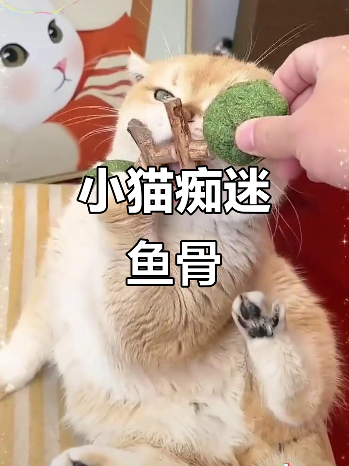 猫咪疯狂爱啃小鱼骨头，清洁牙齿又有趣