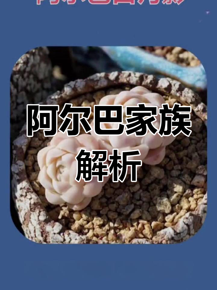 月影系多肉盘点:阿尔巴家族与白月影