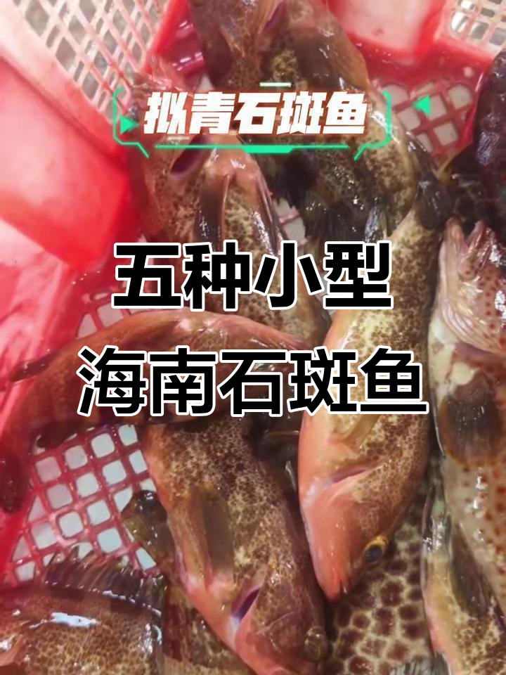 海南常见五种小石斑鱼，哪种最美味？