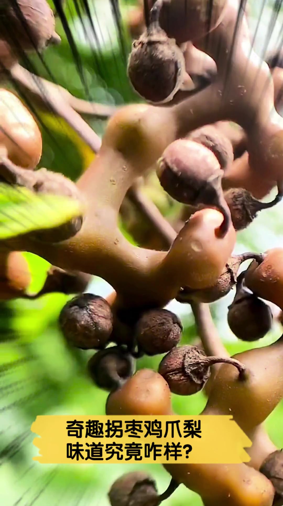 奇趣拐枣鸡爪梨,味道究竟咋样?
