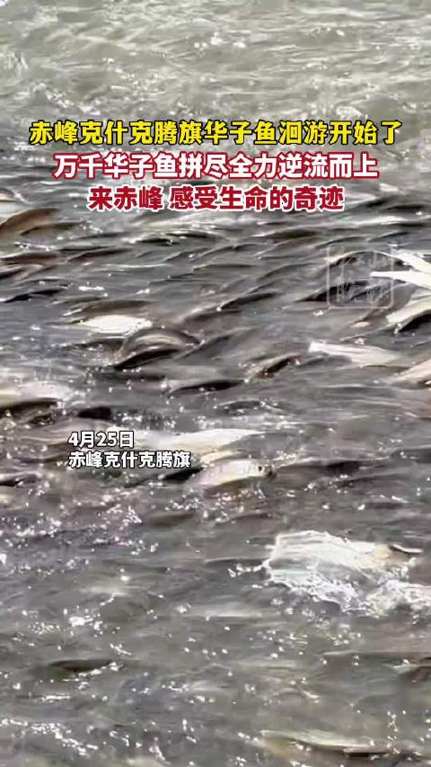 「万千华子鱼洄游超壮观」近日,内蒙古赤峰克什克腾旗,万千华子鱼洄游,拼劲全力逆流而上,场面