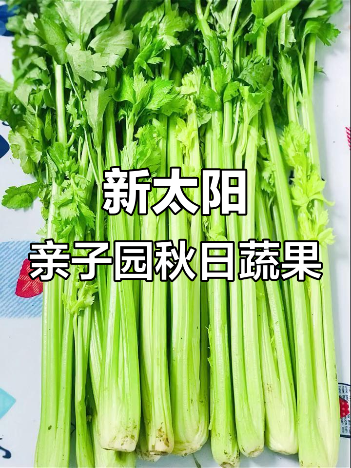 秋天收获的季节,幼儿园新鲜蔬菜大采购