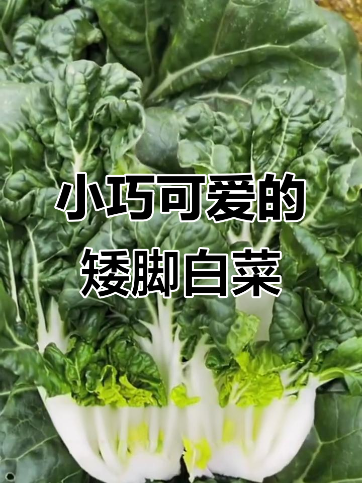 矮脚白菜:小巧可爱,脆嫩多汁,生吃凉拌炒菜都超赞