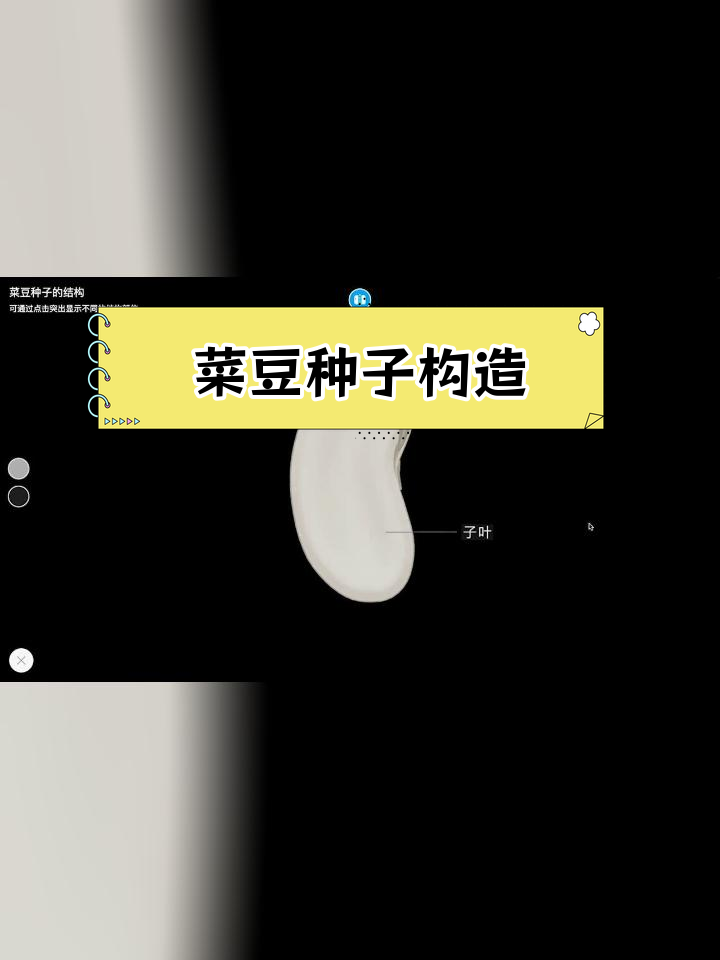 菜豆种子的详细结构解析