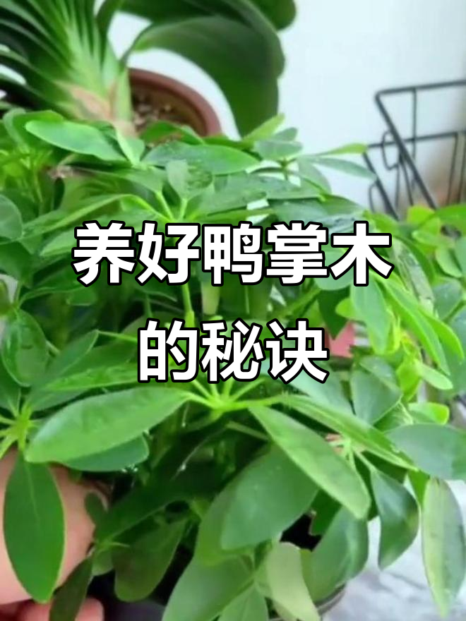 鸭掌木修剪技巧,轻松打造饱满株形