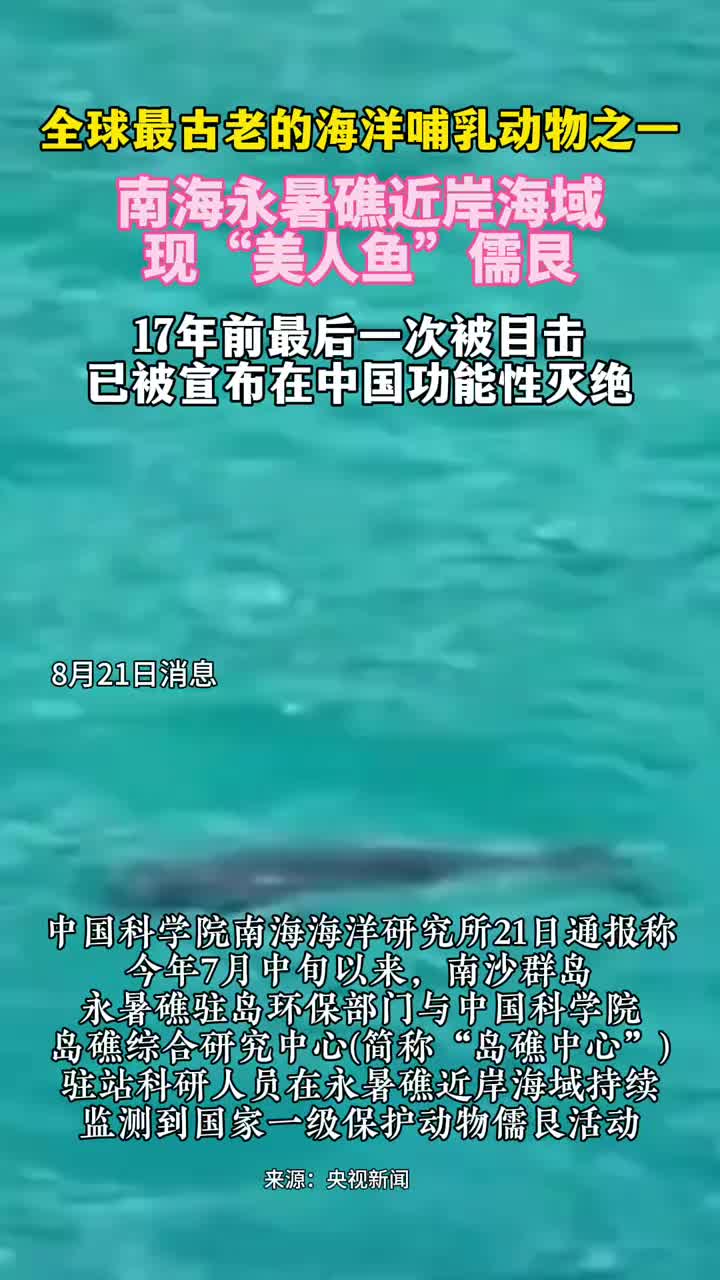 「视频」南海永暑礁近岸海域现“美人鱼”儒艮,17年前最后一次被目击,已被宣布在中国功能性灭