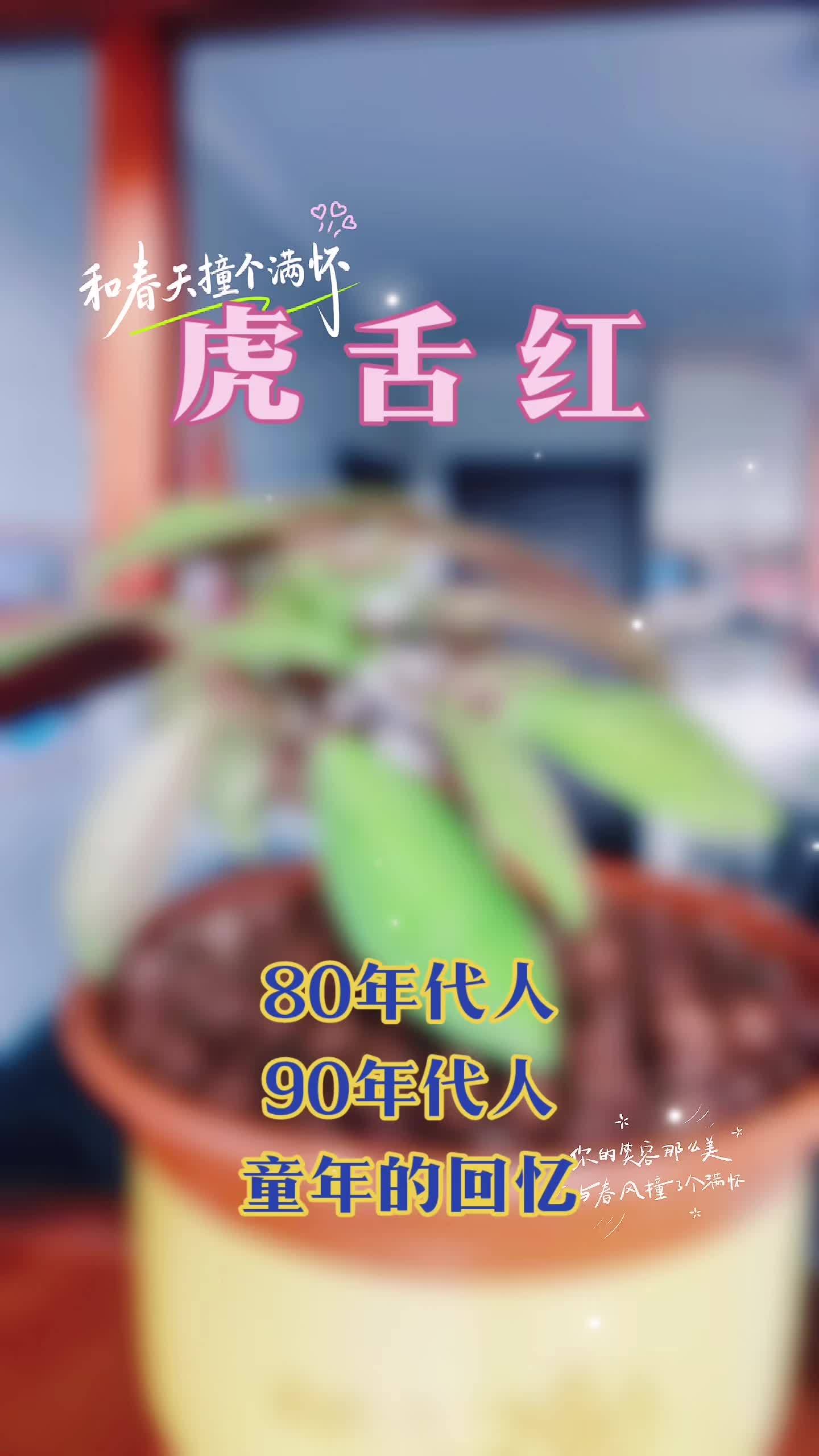 紫金牛科 “虎舌红”回忆童年进山砍柴见过一种植物,紫红色毛茸茸的叶子,叶子表面粗糙类似于砂