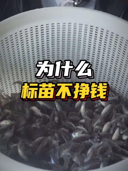 为什么标加州鲈鱼苗不挣钱?赚钱的方法千千万万,亏钱的规律都很统一