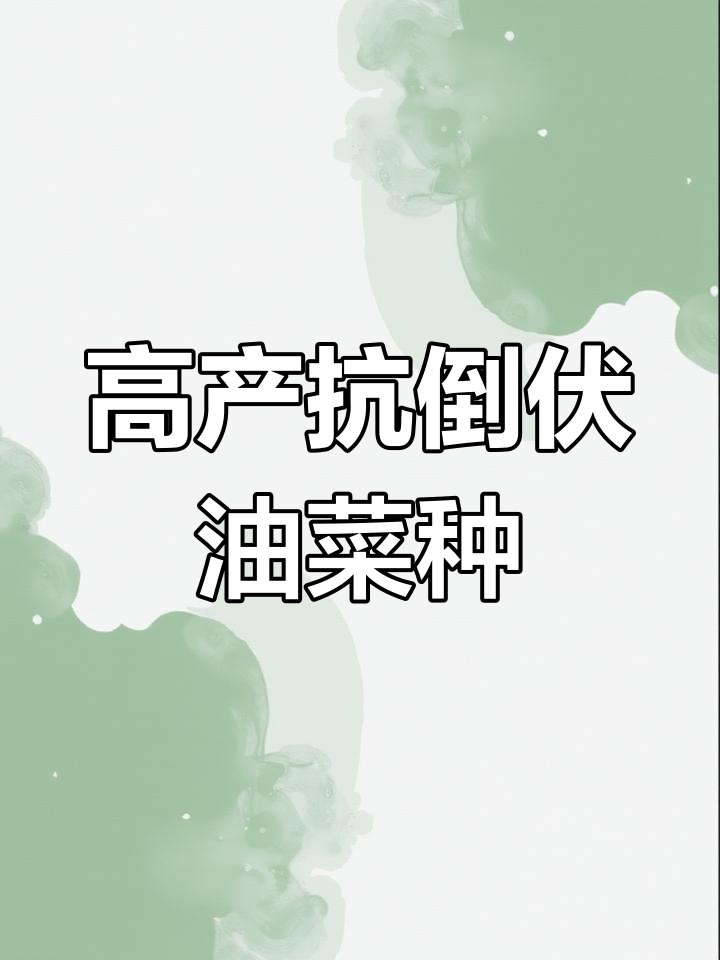 德超油797:抗倒伏、耐寒高产油菜种子,秋季春季均可种植