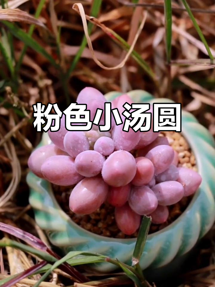 粉色汤圆,迷你多肉植物,可爱又独特