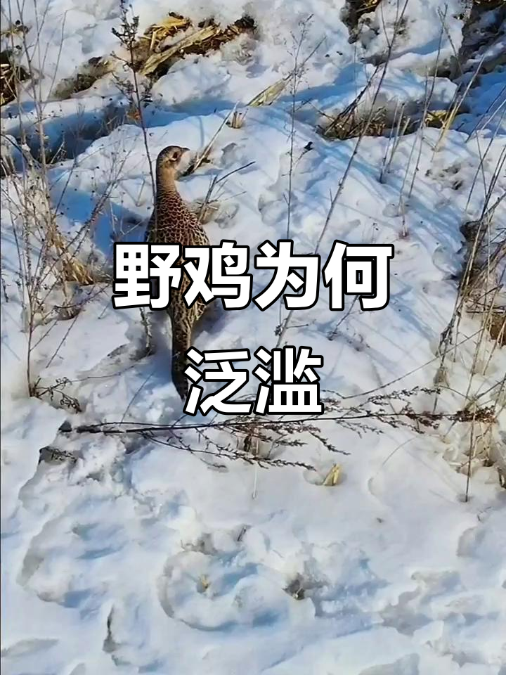 东北野鸡泛滥成灾,生存能力强到让人惊讶