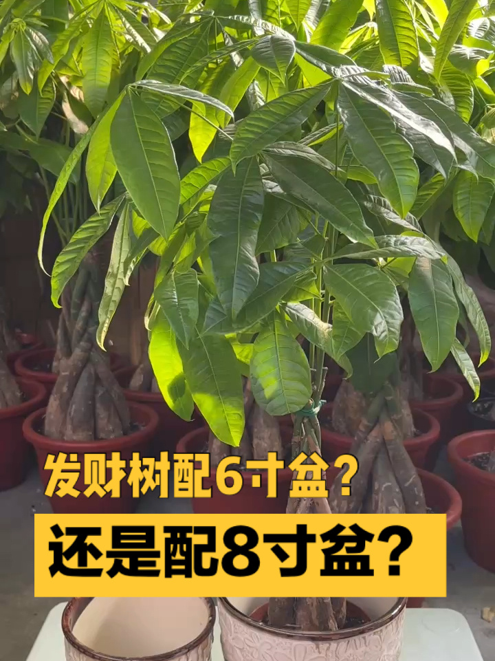 洛杉矶|发财树配哪个尺寸花盆好看?