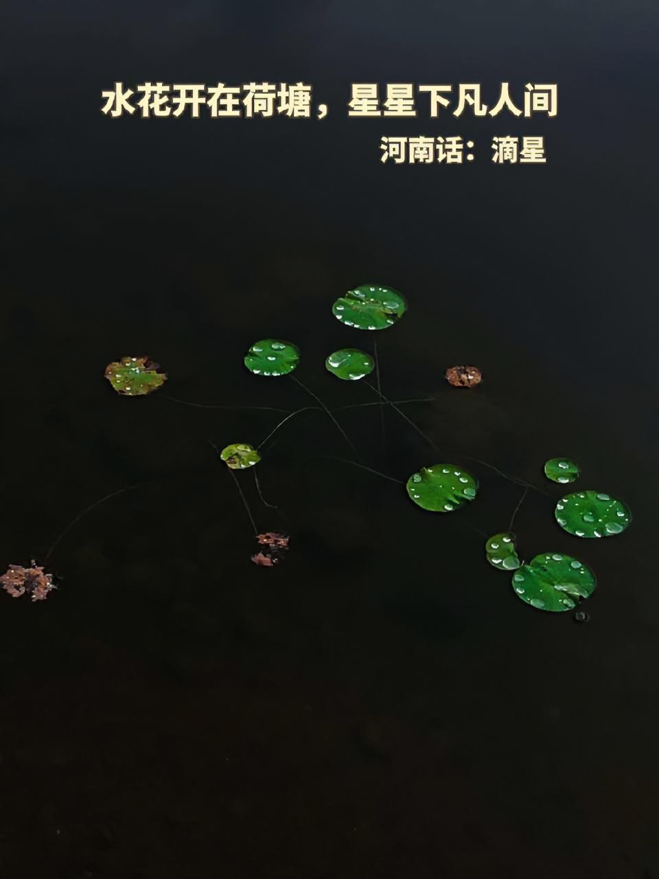 水花开在荷塘,星星下凡人间 河南话说这叫:滴星 滴星小雨润如酥,像是春雨绵绵的江南美景 这