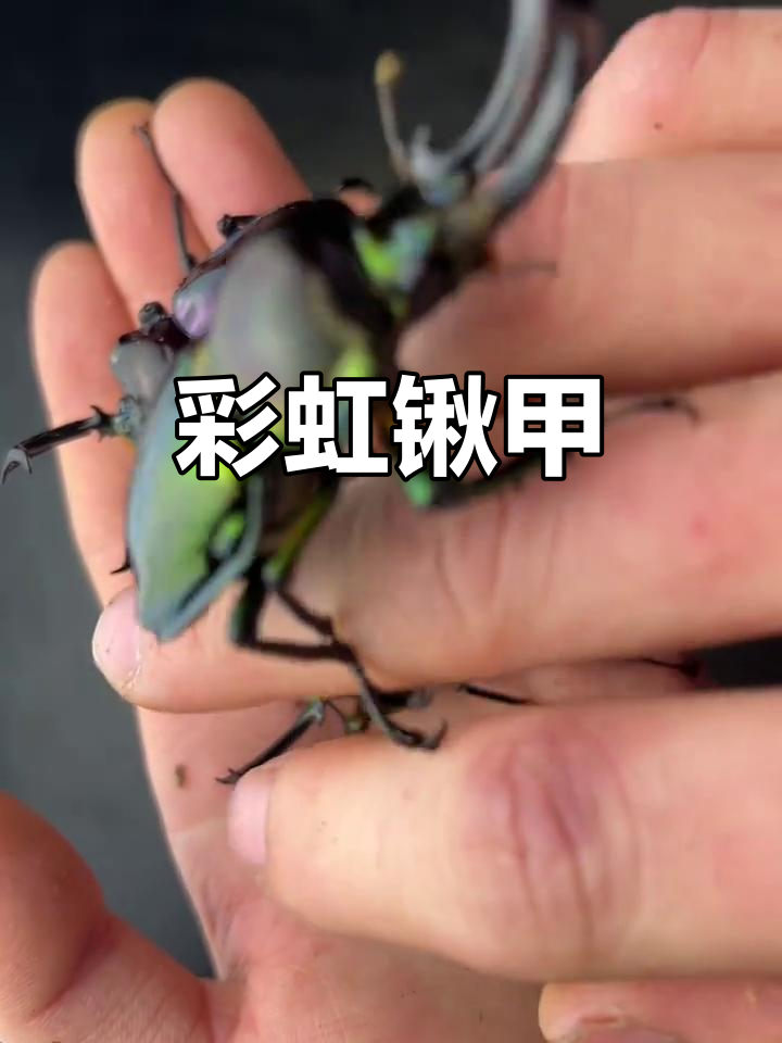 彩虹锹甲,美丽与长寿并存,饲养简单,适合新手