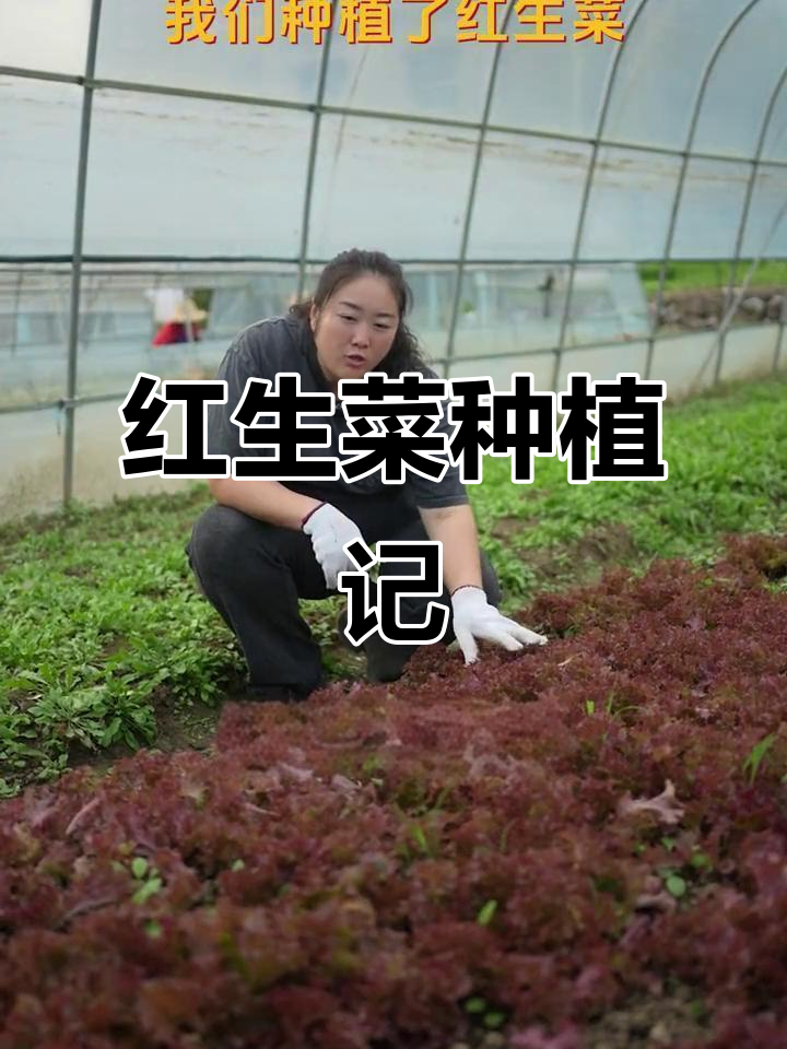 南京禄湾农场种植红生菜,满足国际家庭需求