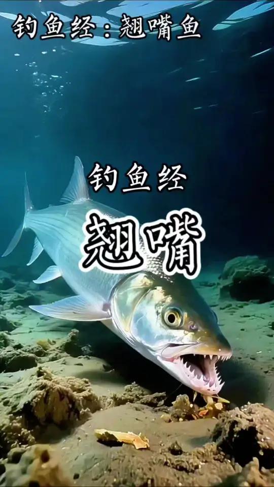 翘嘴鱼的钓法和习性