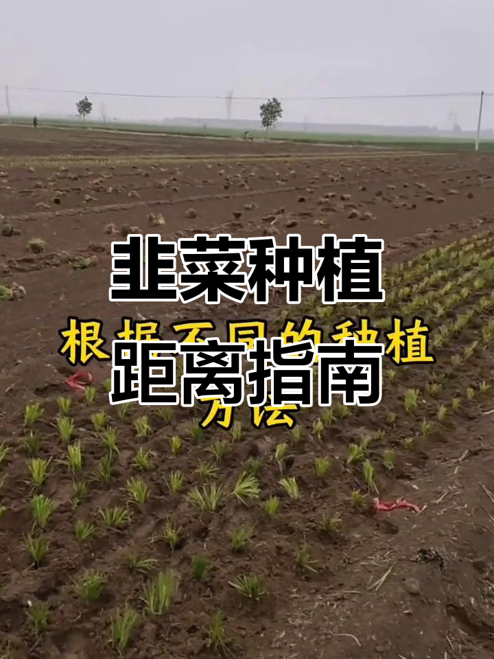 韭菜移栽间距如何把握?掌握这些技巧提高产量