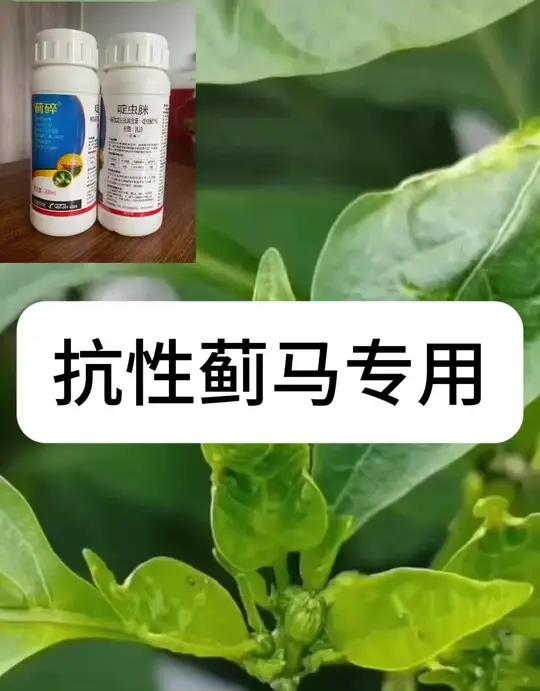 蓟马用什么药效果好