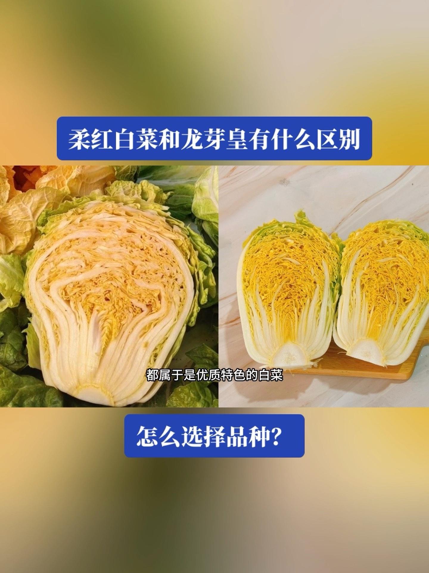 柔红白菜和龙芽皇白菜有什么区别?怎么选择?三农 农业种植 柔红白菜