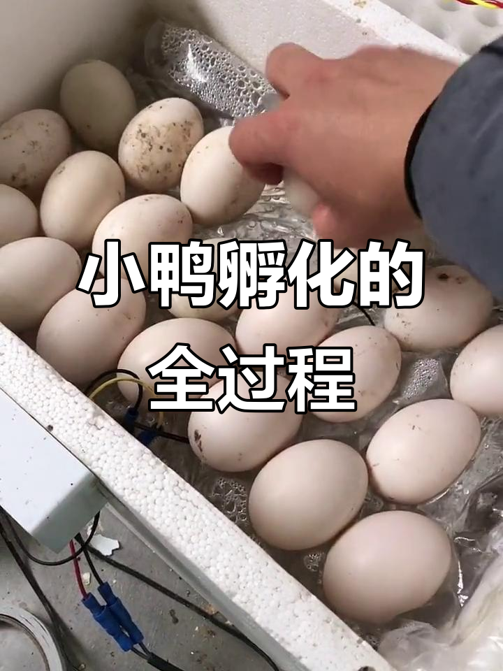 番鸭蛋孵化全程记录，30天小鸭子破壳而出