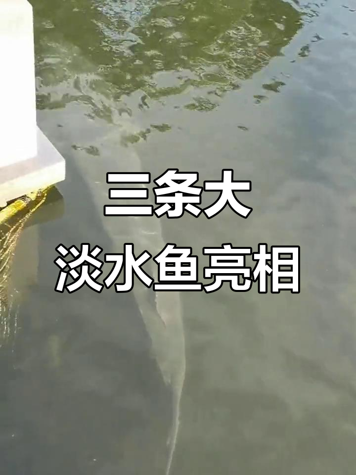 千岛湖鱼街惊现三条巨型淡水鱼，体重超200斤