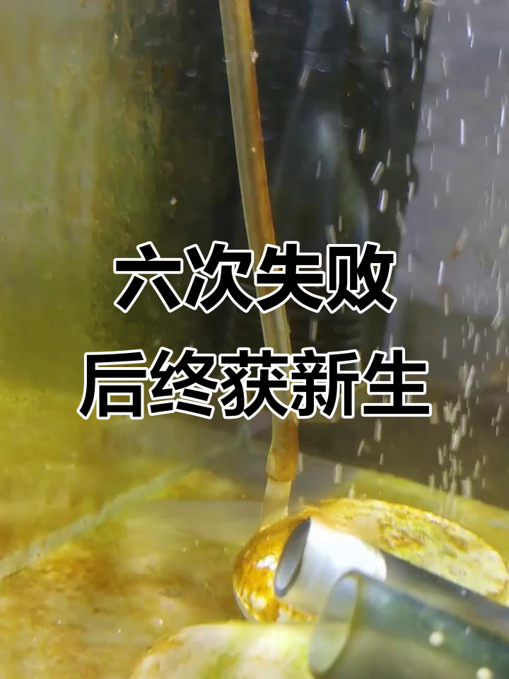 魔门斯卡神仙鱼繁殖六次失败,终于迎来一次成功!