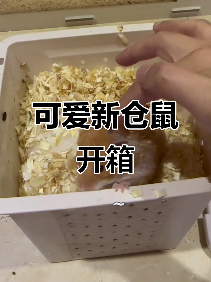 新仓鼠到家,肉桂美人儿萌态十足