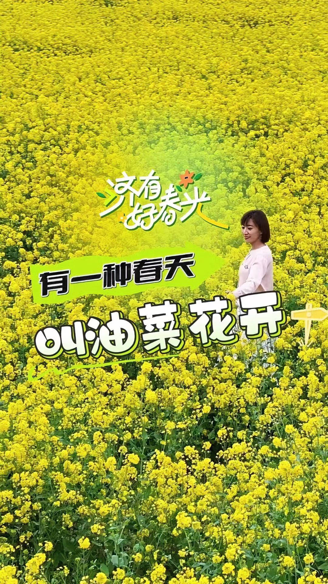 在兖州牛楼花海彩田景区,万亩油菜花竞相绽放,美不胜收。快来与我共赴这场春日之约吧!最美济宁