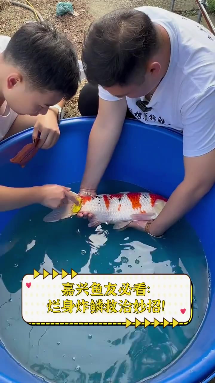 嘉兴鱼友必看:烂身炸鳞救治妙招!
