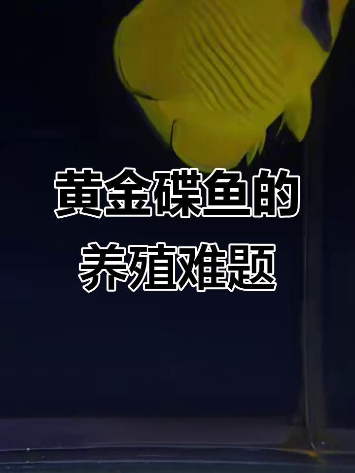 黄金碟鱼能养在珊瑚缸吗?新手必看!