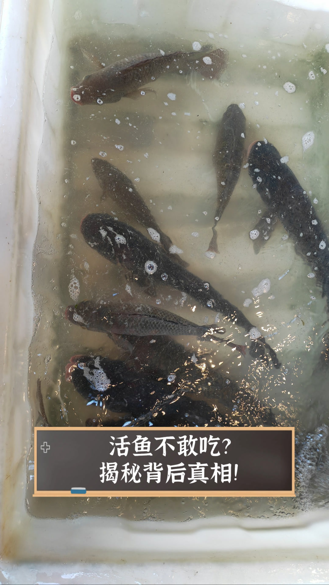 活鱼不敢吃?揭秘背后真相!